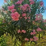 Beachfront Oasis Fiesa - 20m To Sea, Terrace & Parking Piran