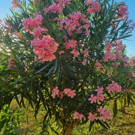 House - Private Oasis - Beachfront With A Sea View Terrace פיראן