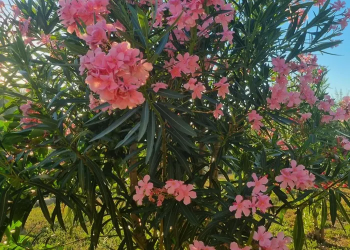 House - Private Oasis - Beachfront With A Sea View Terrace Piran